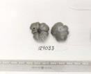 Click for 5 image(s) for this accession. FRUIT